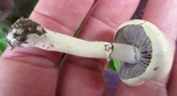 Stropharia coronilla image