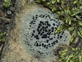 Porpidia crustulata image