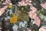 Gyalolechia flavorubescens image