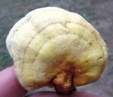 Ganoderma curtisii image