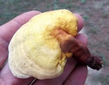 Ganoderma curtisii image
