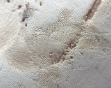 Ganoderma curtisii image