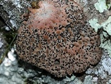 Lasallia papulosa image