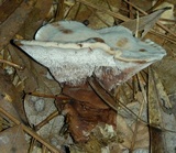Hydnellum spongiosipes image