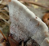 Hydnellum spongiosipes image