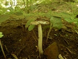 Amanita sect. Vaginatae image