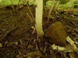 Amanita sect. Vaginatae image