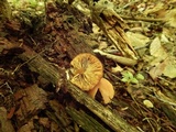 Callistosporium luteo-olivaceum image