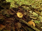 Callistosporium luteo-olivaceum image