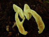 Leccinellum albellum image