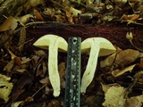 Boletus nobilis image