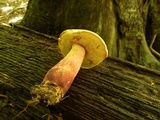 Boletus pallidoroseus image