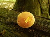 Boletus pallidoroseus image