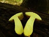 Boletus pallidoroseus image