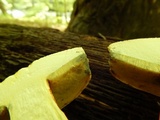 Boletus pallidoroseus image