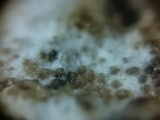 Hypomyces lateritius image