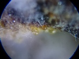 Hypomyces lateritius image