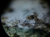 Hypomyces lateritius image