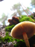 Hypholoma capnoides image