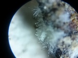 Hypomyces lateritius image