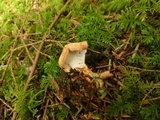Hypomyces lateritius image