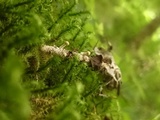 Onygena corvina image