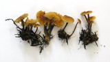 Xeromphalina cauticinalis image