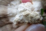 Abortiporus biennis image