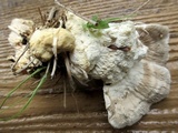 Abortiporus biennis image