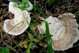 Abortiporus biennis image