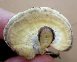 Mycorrhaphium adustum image