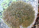 Xanthoparmelia pulla image