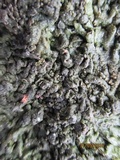 Xanthoparmelia pulla image