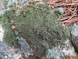 Xanthoparmelia pulla image