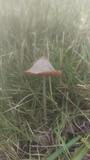 Conocybe apala image
