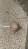 Conocybe apala image