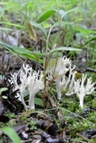 Ramariopsis kunzei image