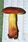 Boletus roodyi image