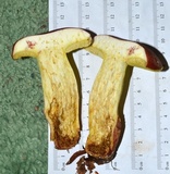 Boletus roodyi image
