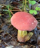 Boletus roodyi image