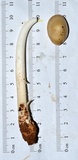 Amanita sect. Vaginatae image