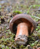 Lactarius corrugis image