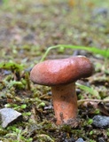 Lactarius corrugis image