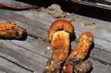 Cortinarius limonius image