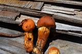 Cortinarius limonius image