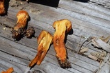 Cortinarius limonius image
