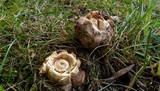 Hypomyces hyalinus image