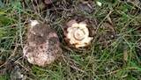 Hypomyces hyalinus image