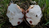 Hypomyces hyalinus image
