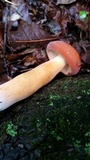 Lactarius volemus image